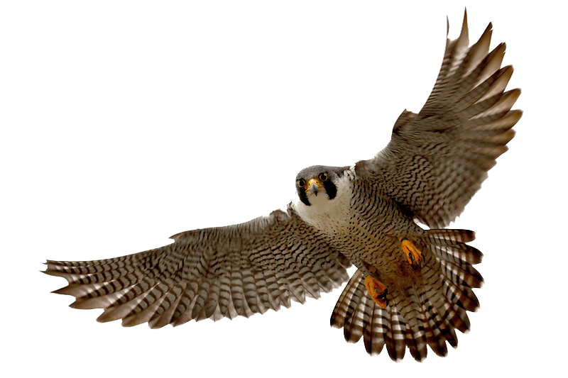 bird falcon flying